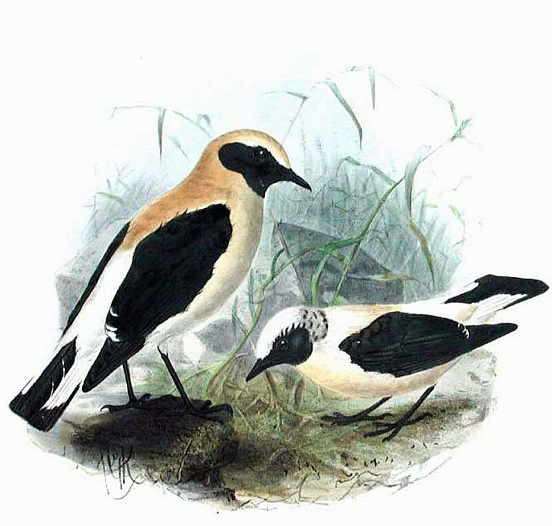 Western Black-eared Wheatear