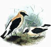 Western Black-eared Wheatear