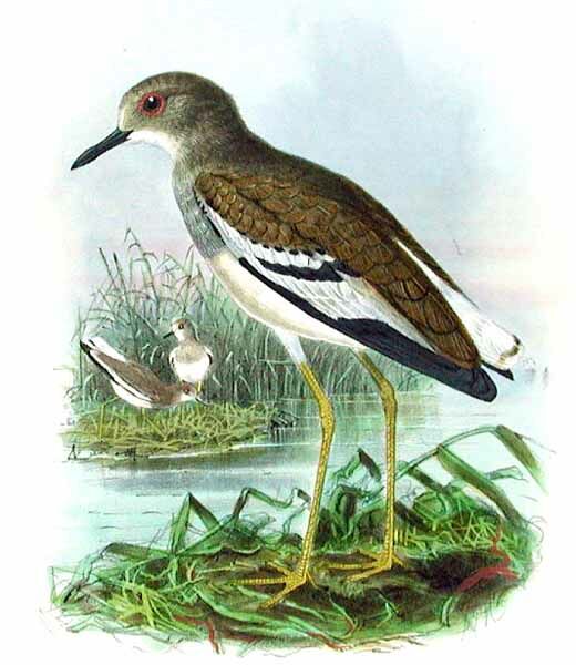 White-tailed Lapwing