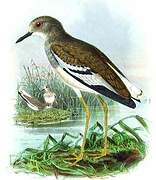 White-tailed Lapwing