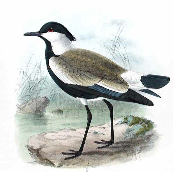 Spur-winged Lapwing