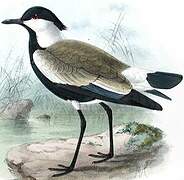 Spur-winged Lapwing