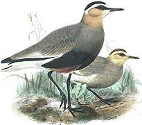 Sociable Lapwing