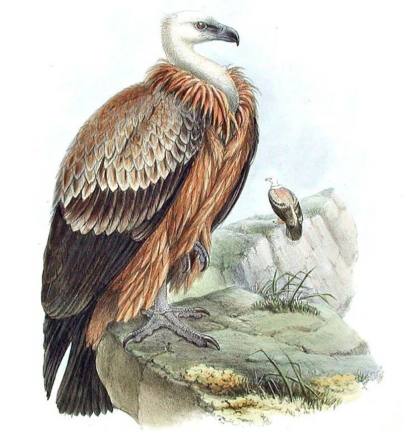 Griffon Vulture