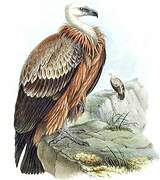 Griffon Vulture