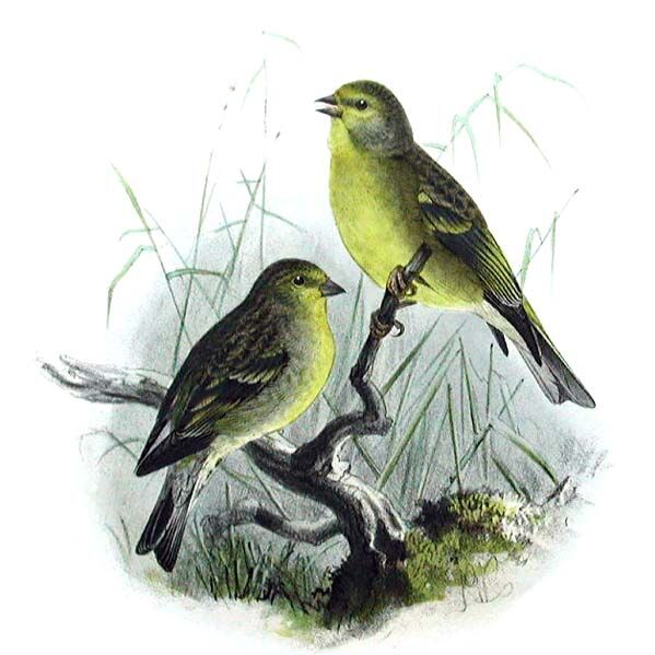 Citril Finch