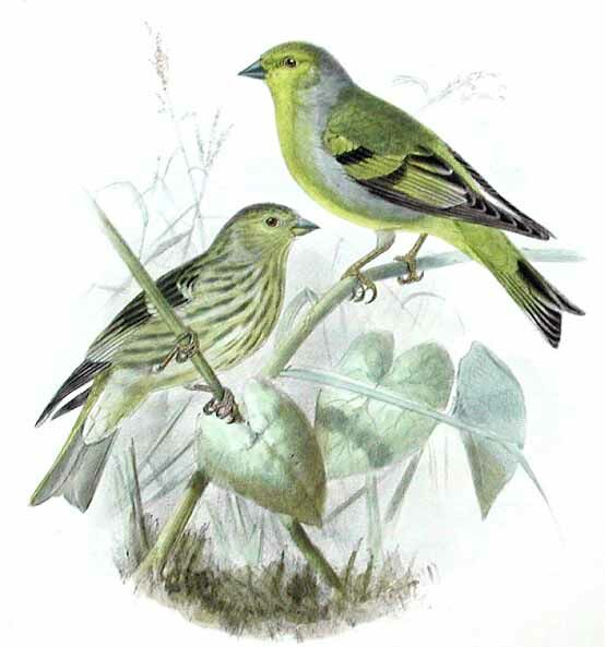 Citril Finch