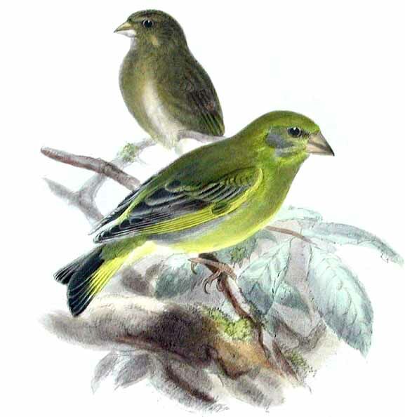 European Greenfinch