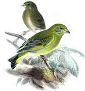 European Greenfinch