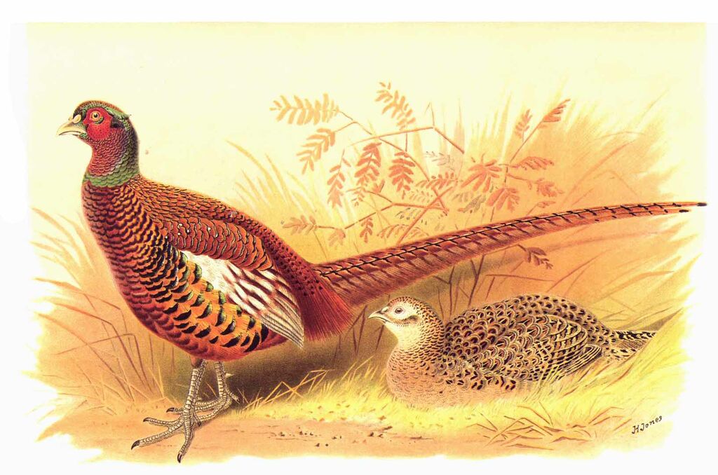 Common Pheasant