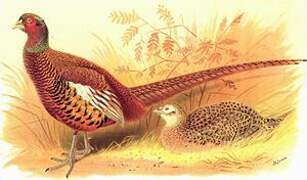 Common Pheasant