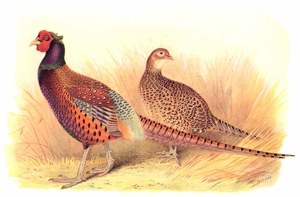 Common Pheasant