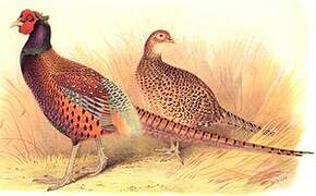 Common Pheasant