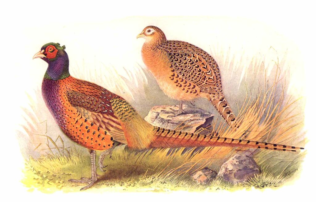 Common Pheasant