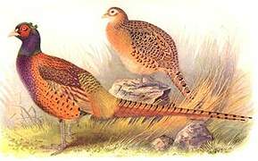 Common Pheasant