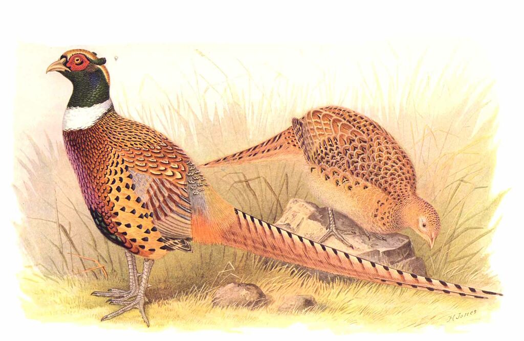 Common Pheasant