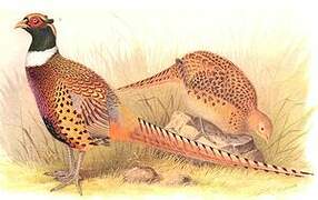 Common Pheasant