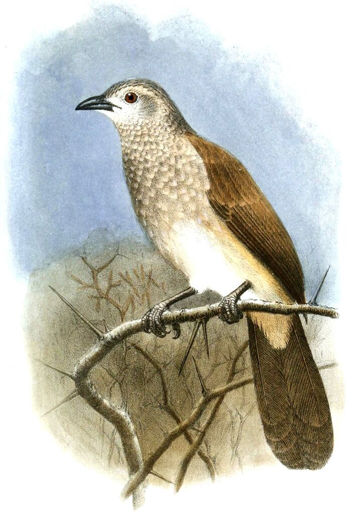 Brown Babbler