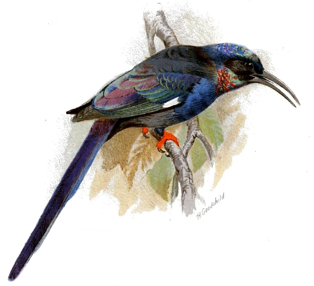 Black-billed Wood Hoopoe