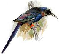 Black-billed Wood Hoopoe