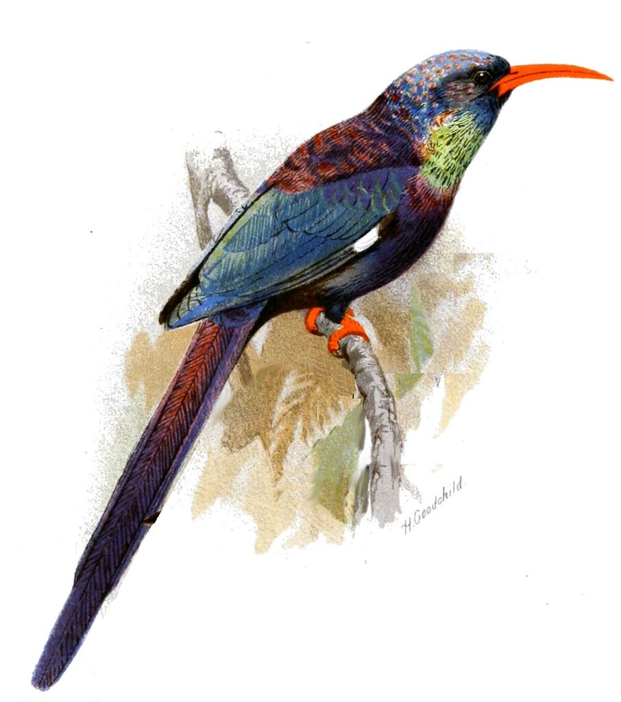 Violet Wood Hoopoe