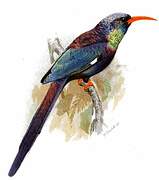 Violet Wood Hoopoe