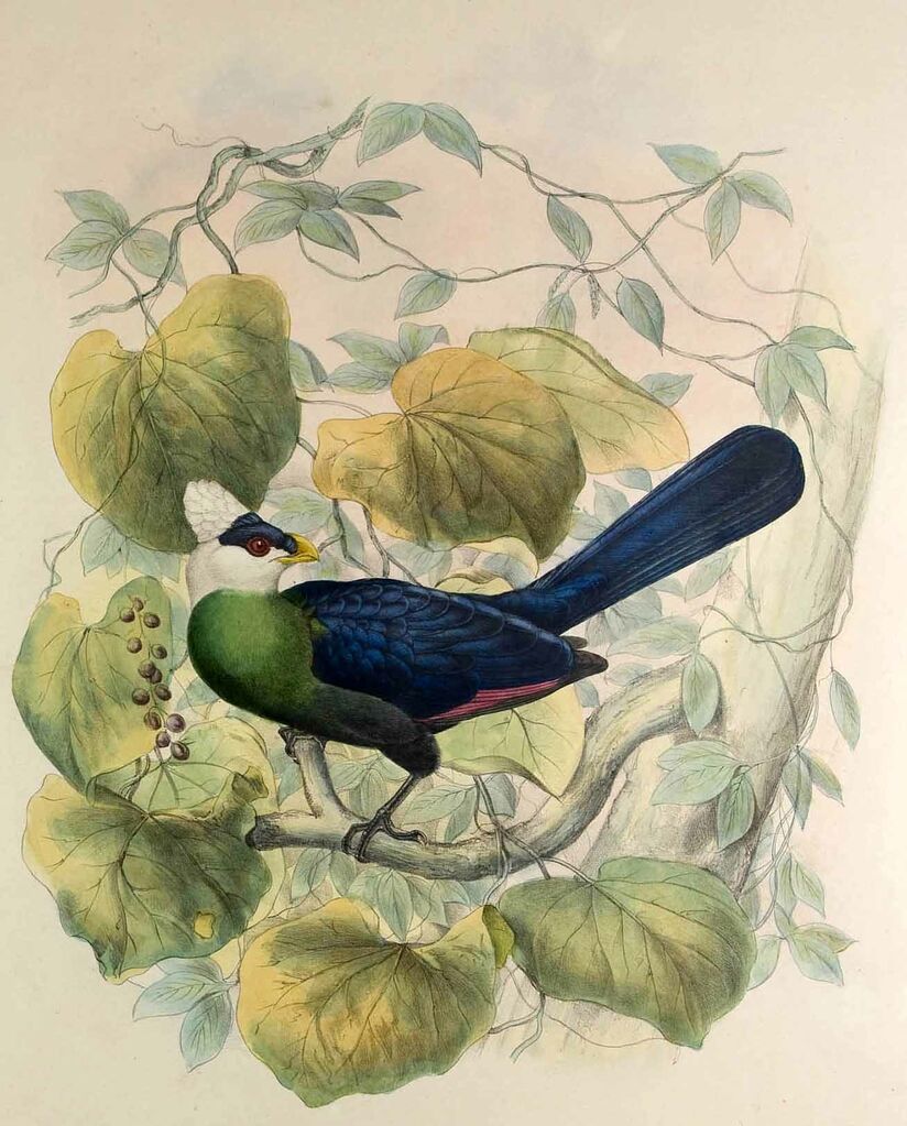 White-crested Turaco