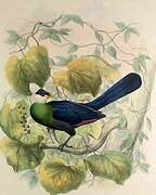 White-crested Turaco