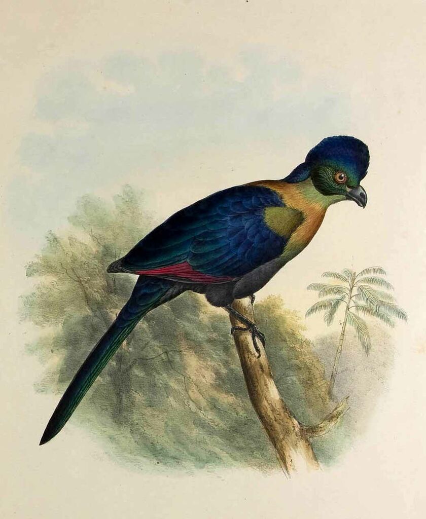 Purple-crested Turaco