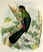 White-cheeked Turaco