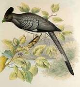 White-bellied Go-away-bird