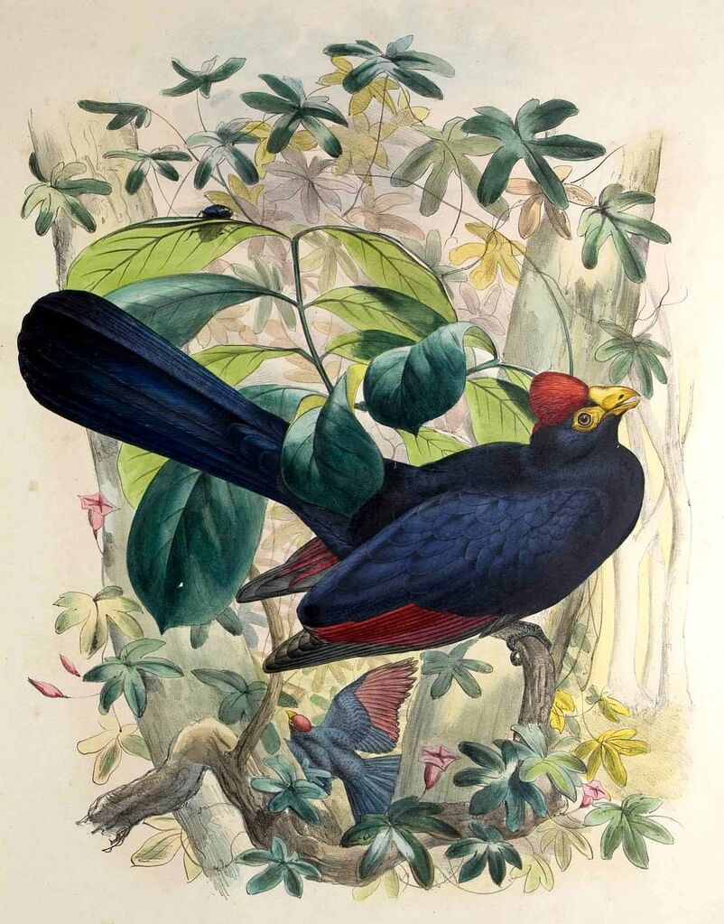 Ross's Turaco