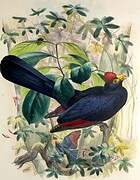 Ross's Turaco