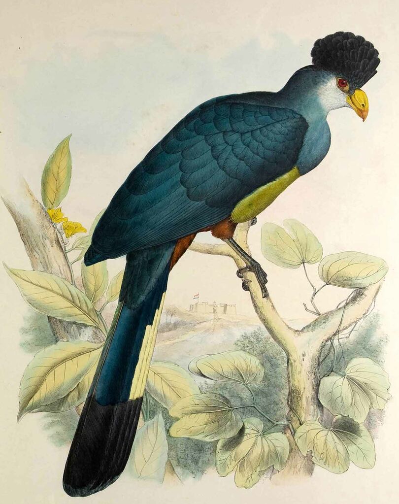 Great Blue Turaco