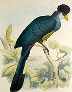 Great Blue Turaco