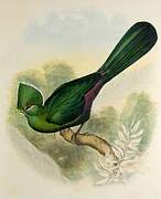 Knysna Turaco