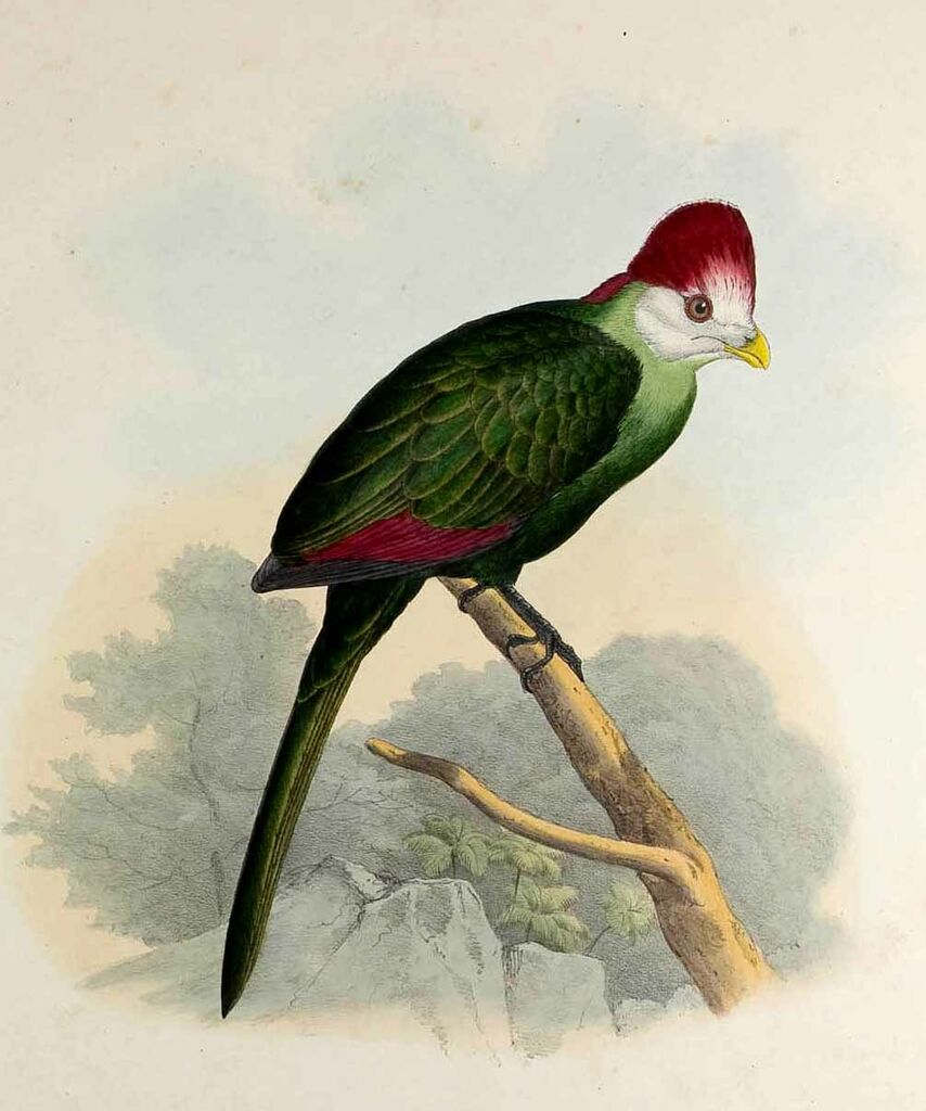 Red-crested Turaco