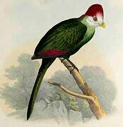 Red-crested Turaco