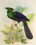 Guinea Turaco