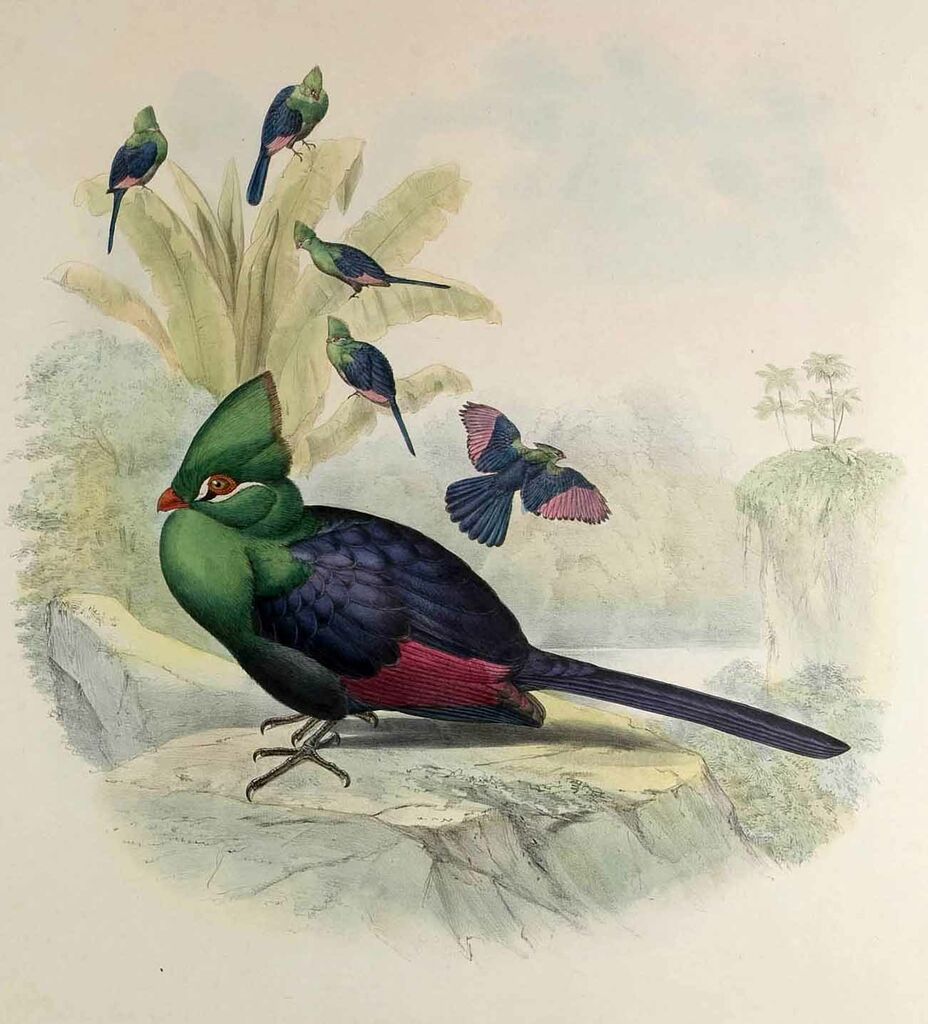 Guinea Turaco