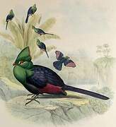 Guinea Turaco