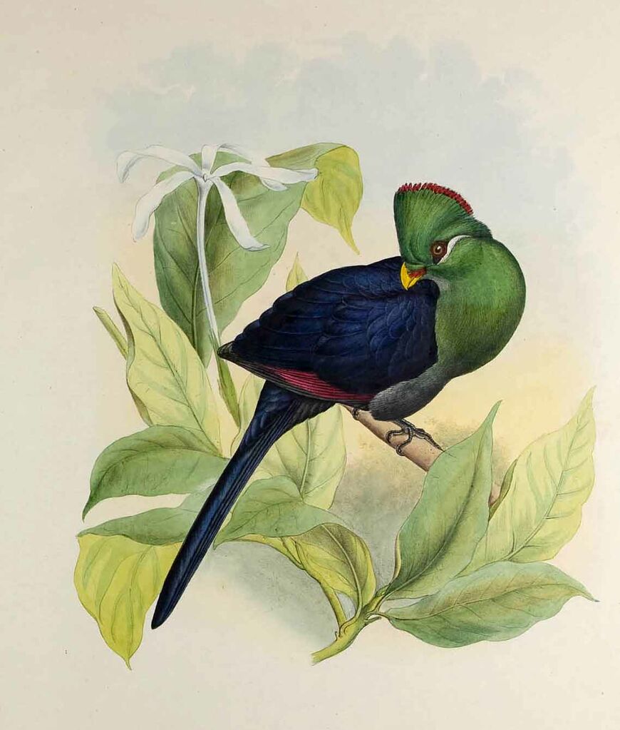 Guinea Turaco