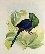 Guinea Turaco