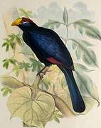 Violet Turaco