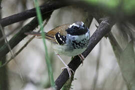 White-bibbed Antbird