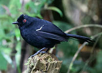 Alapi demoiselle