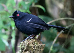 Alapi demoiselle