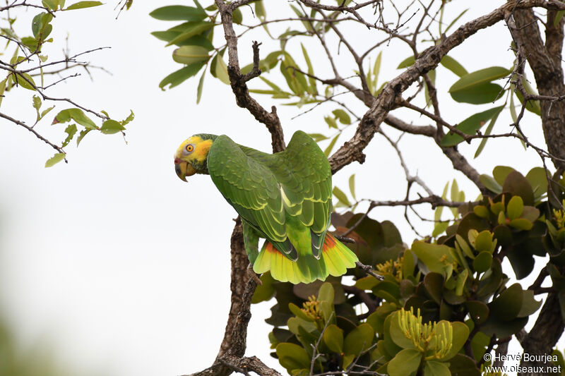 Yellow-faced Parrot, habitat, aspect