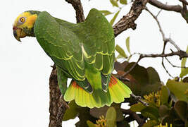 Yellow-faced Parrot