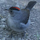 Araguira gris